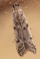 Phycitodes binaevella