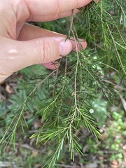 Myrtoideae