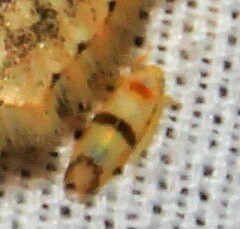 Empoa gillettei