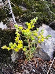 Sedum