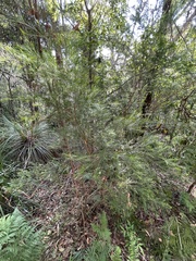 Myrtoideae
