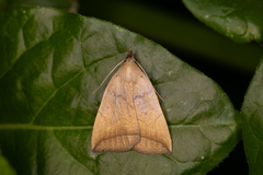 Simplicia armatalis