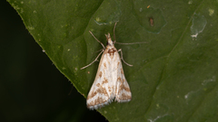 Sedenia rupalis