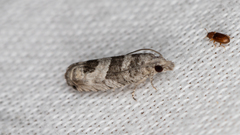 Spilonota constrictana