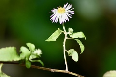 Ampelaster carolinianus