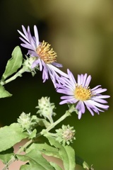 Ampelaster carolinianus