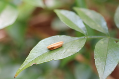Ellipsidion reticulatum