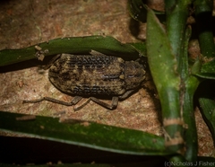 Strongylium fuscovestitum