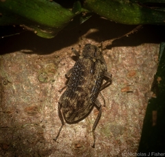 Strongylium fuscovestitum