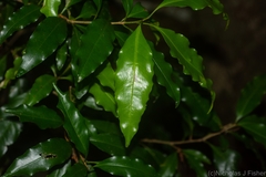 Actephila mooreana