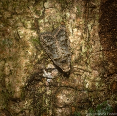 Copromorpha phaeosticta