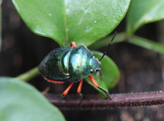Lampromicra aerea