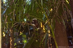 Dacelo novaeguineae novaeguineae