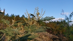 Acacia dealbata