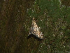 Hylebatis scintillifera