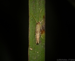 Stathmopoda rubripicta