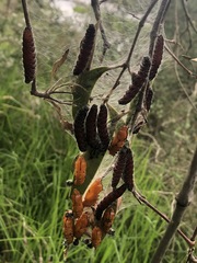 Delias harpalyce