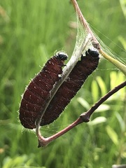 Delias harpalyce