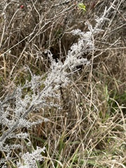 Echium vulgare
