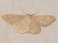 Idaea straminata