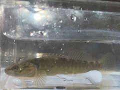 Etheostoma flabellare