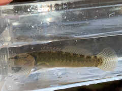 Etheostoma flabellare