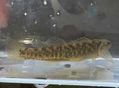 Etheostoma flabellare
