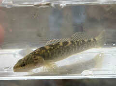 Etheostoma flabellare