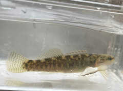 Etheostoma flabellare