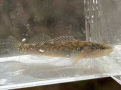 Etheostoma flabellare