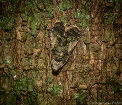 Copromorpha lichenitis