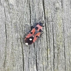 Horvathiolus superbus