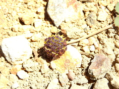 Pozoa coriacea