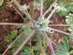 Lupinus pilosus