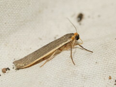Palaeosia bicosta