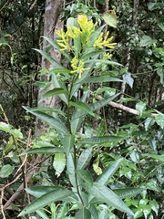 Cestrum parqui