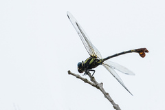 Phyllogomphus selysi