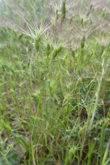 Aegilops neglecta