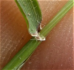 Aegilops neglecta
