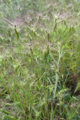 Aegilops neglecta