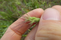 Aegilops neglecta