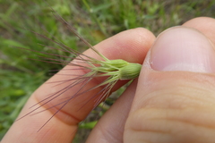 Aegilops neglecta
