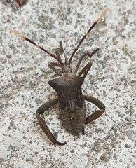 Elasmopoda