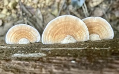Trametes modesta