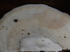 Trametes modesta