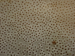 Trametes modesta