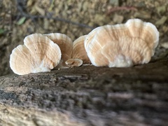 Trametes modesta