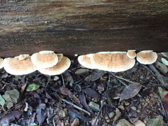 Trametes modesta