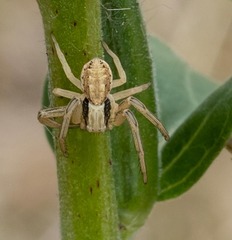 Psammitis sabulosus