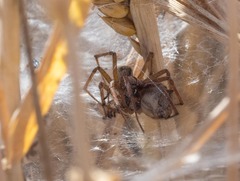 Agelena labyrinthica